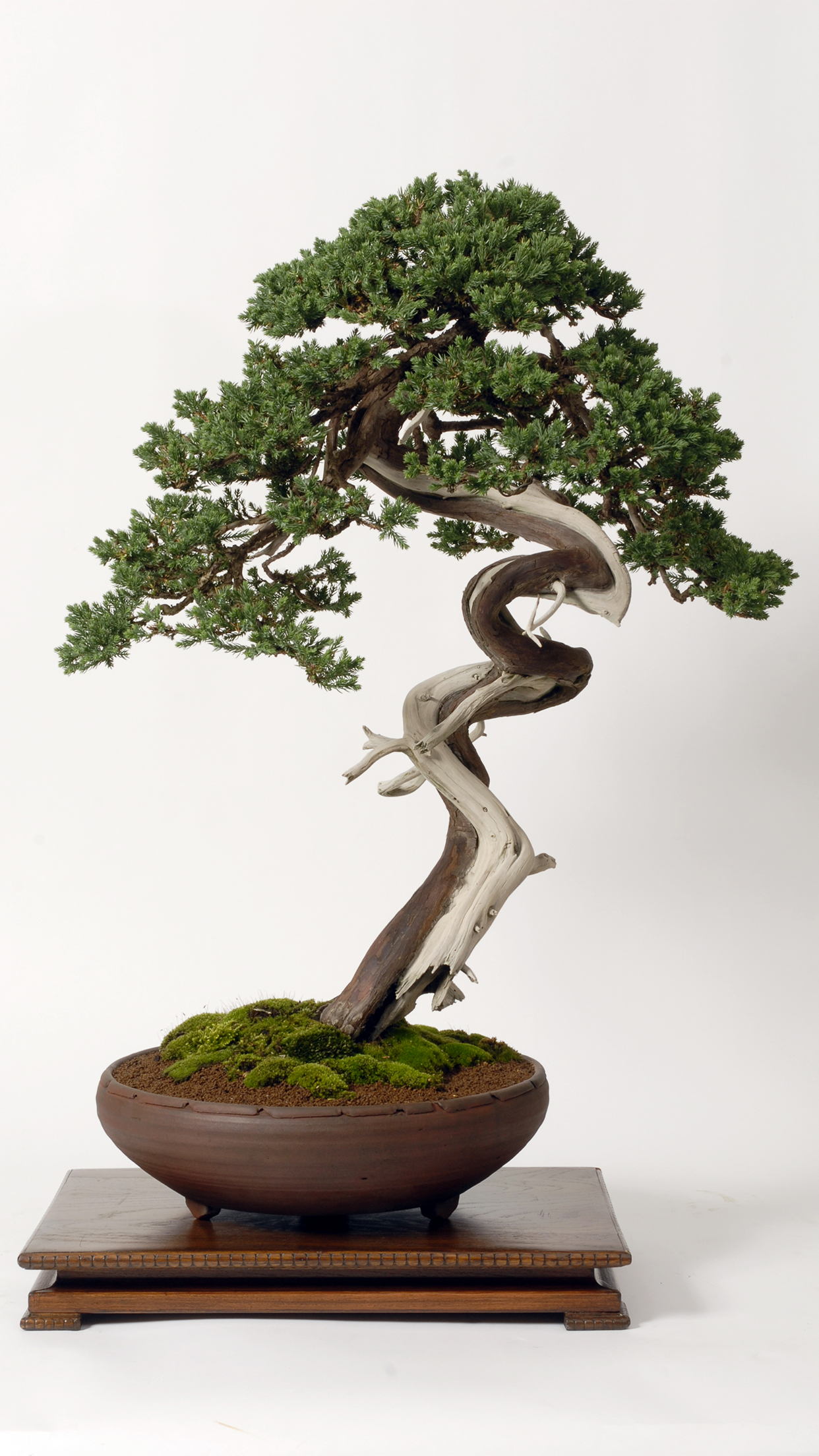 bonsai
